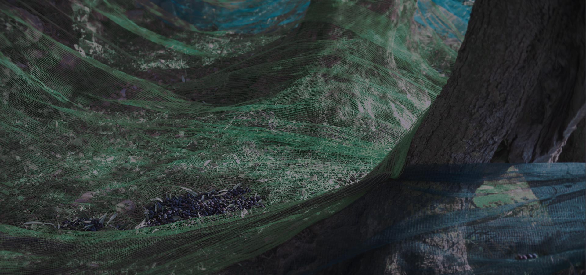 Agrisultural-Net-for-Olive-Harvesting