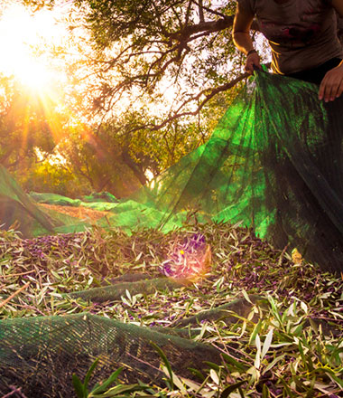 Agricultural Nets Catalog ｜ Naite Ropenet