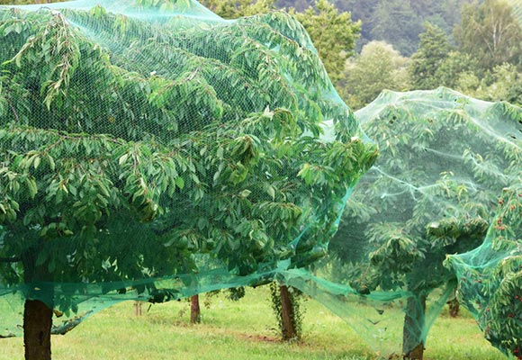 birds net Naite Ropenet