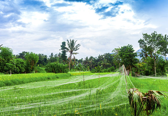 shade net application for farmland Naite Ropenet