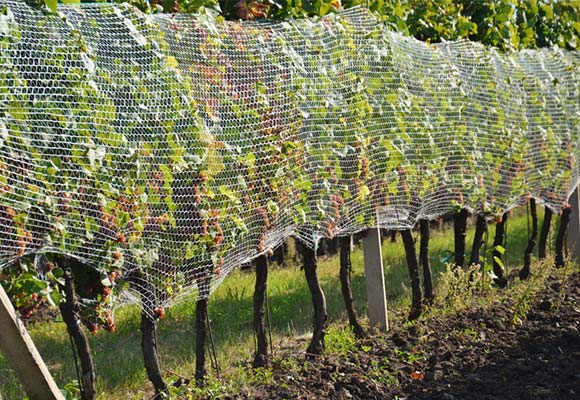 agricultural net for vineyard Naite Ropenet