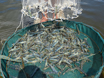 fishing net Naite Ropenet