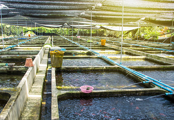 shade net application for Aquaculture Naite Ropenet