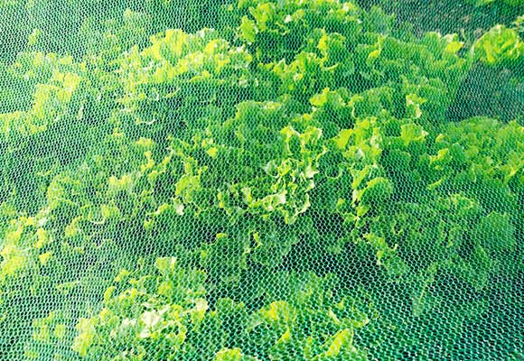 agricultural net for vegetables Naite Ropenet