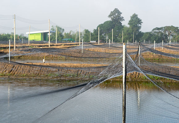 fishing net Naite Ropenet