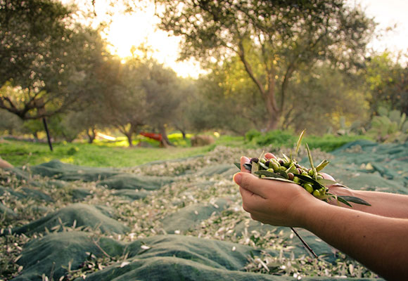 olive net Naite Ropenet
