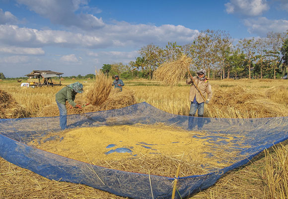 agricultural net Naite Ropenet