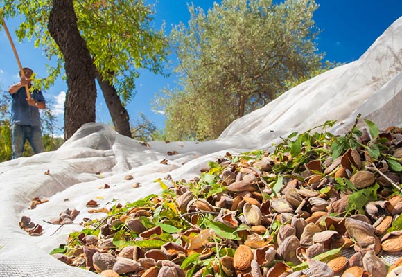 Olive net Naite Ropenet
