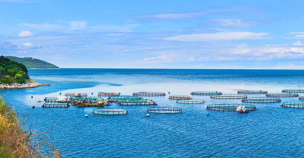 fishing net | naite ropenet